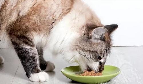 城里猫吃瓜视频,揭秘喵星人的娱乐生活