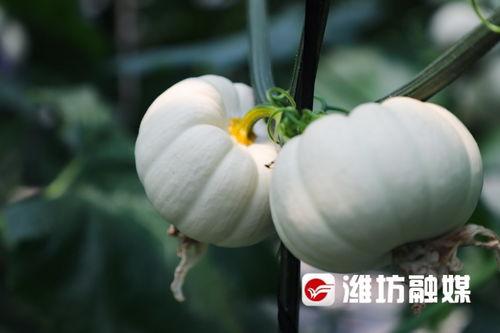 吃瓜潍坊8203,一场全民热议的网络事件