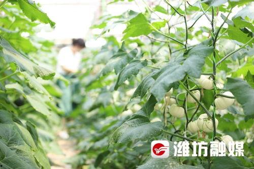 吃瓜潍坊8203,一场全民热议的网络事件