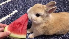 京城吃瓜兔,揭秘京城美食圈的那些事儿