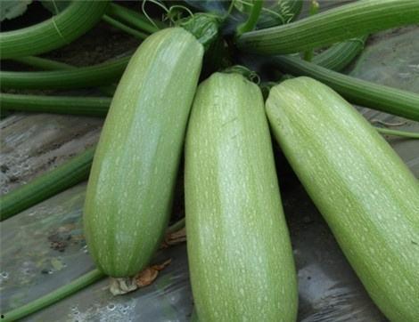 吃思瓜的好处,吃思瓜的五大益处揭秘