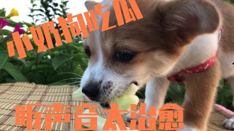 白狗吃瓜,白狗的瓜田奇遇记