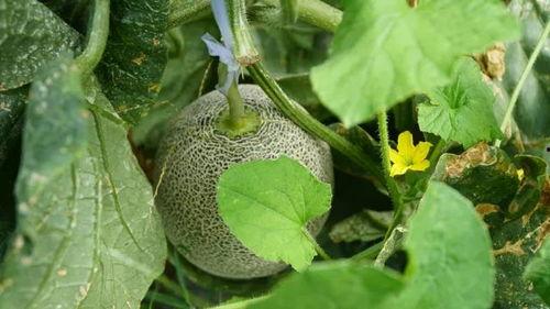 古怪楼梯带你吃瓜,带你穿越时空，品尝历史瓜果