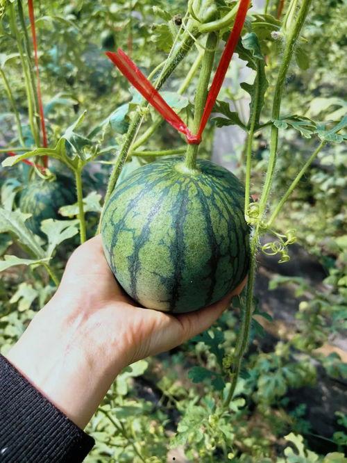 古怪楼梯带你吃瓜,带你穿越时空，品尝历史瓜果