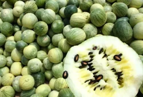 籽瓜兔子可以吃吗,安全与营养分析