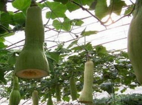 吃瓜摘心,揭秘娱乐圈背后的真实故事