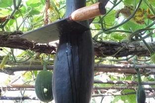 吃瓜摘心,揭秘娱乐圈背后的真实故事