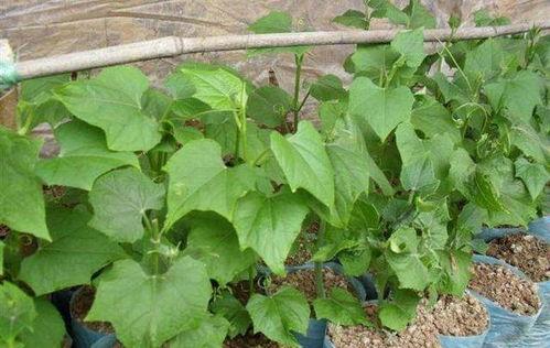 吃瓜摘心,揭秘娱乐圈背后的真实故事