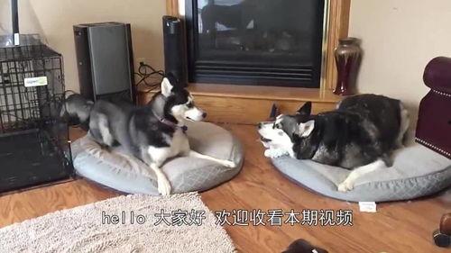 哈士奇吃会吃若瓜吗,揭秘狗狗对若瓜的喜爱之谜