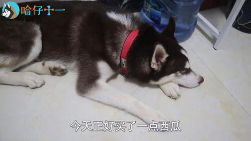 哈士奇吃会吃若瓜吗,揭秘狗狗对若瓜的喜爱之谜