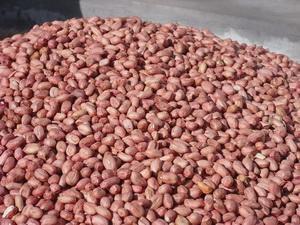 潍坊安丘吃瓜,探寻潍坊特色美食之旅