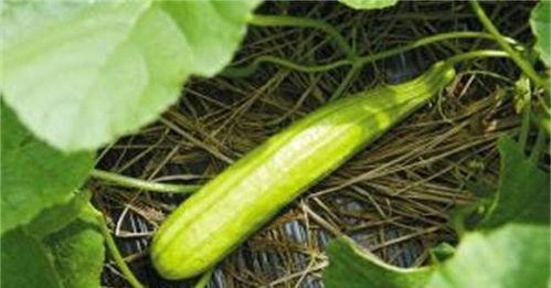 生白瓜换红瓜可以吃吗,探究食用安全与营养变化