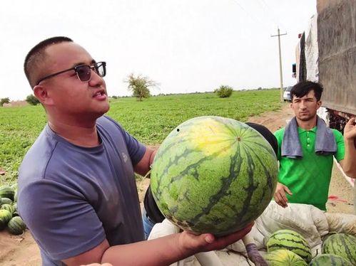 深蹲吃瓜,揭秘健身界的“瓜田”趣事