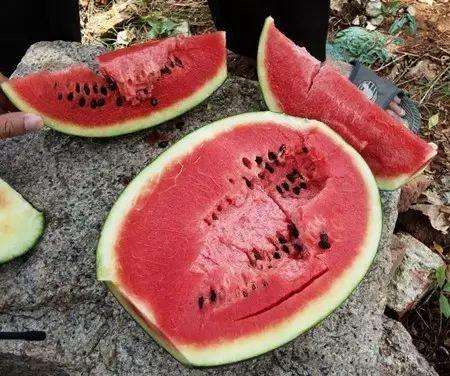 瓜不能这样吃,揭秘瓜不能这样吃的误区与正确食用方法