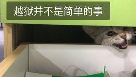 猫看人打架吃瓜