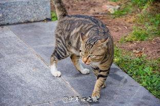 猫看人打架吃瓜