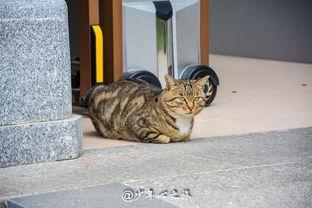 猫看人打架吃瓜