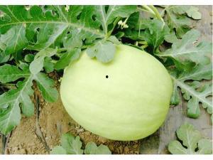 三白瓜吃哪里,揭秘最佳食用部位