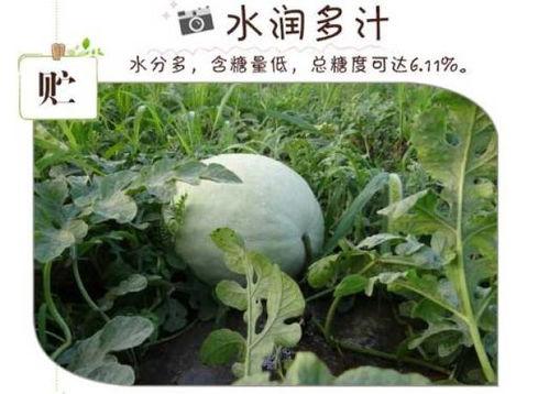 三白瓜吃哪里,揭秘最佳食用部位