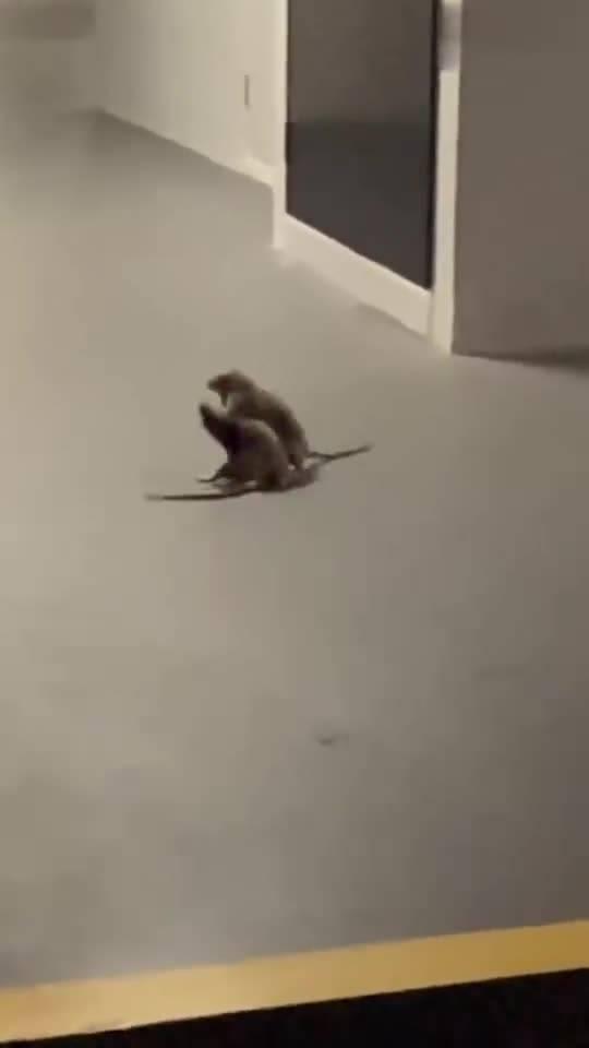 老鼠吃瓜看热闹,揭秘动物界的社交现象