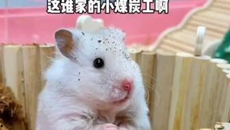 老鼠吃瓜看热闹,揭秘动物界的社交现象