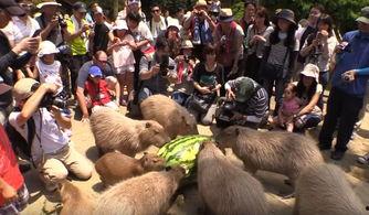 老鼠吃瓜看热闹,揭秘动物界的社交现象