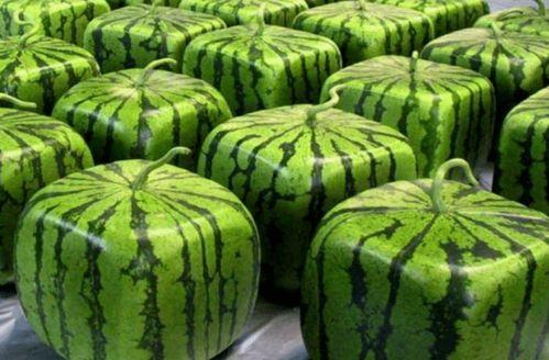 医院吃瓜,揭秘医疗现场的温馨瞬间