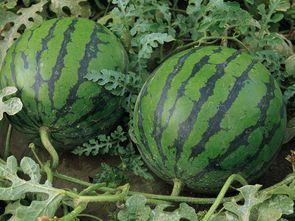 吃瓜只吃西瓜,揭秘西瓜的“吃瓜”魅力