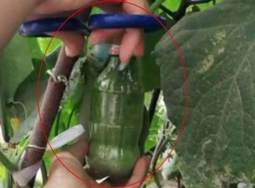 农村大妈吃瓜,农村大妈的夏日吃瓜乐趣