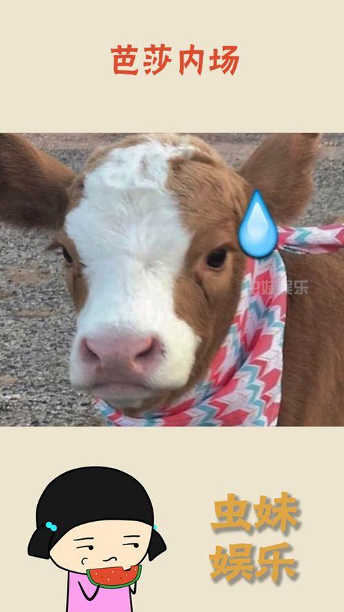 抖音每日吃瓜,揭秘娱乐圈最新热点事件