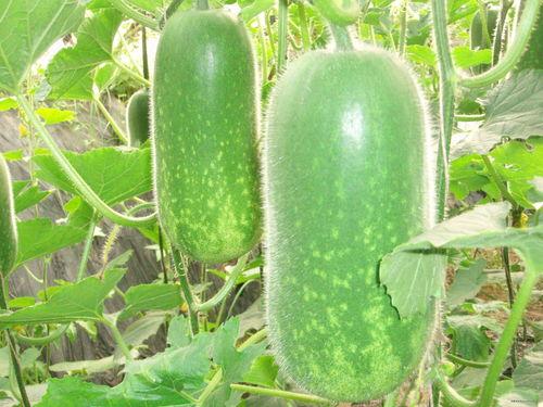 沸首瓜怎样吃,从传统到创新