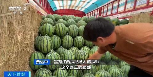 自由吃瓜基地雪藏,雪藏背后的秘密与精彩