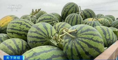 自由吃瓜基地雪藏,雪藏背后的秘密与精彩