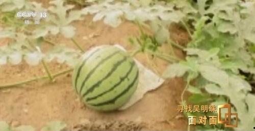 吃瓜全文完结,揭秘幕后真相，尘埃落定！