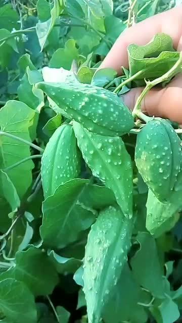 吃小瓜的植物,探寻吃小瓜植物的奥秘