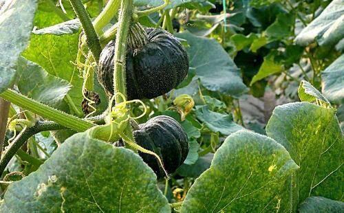 吃小瓜的植物,探寻吃小瓜植物的奥秘