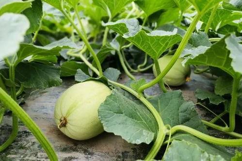 吃小瓜的植物,探寻吃小瓜植物的奥秘