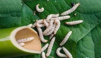 竹虫吃瓜吗,它们真的吃瓜吗？