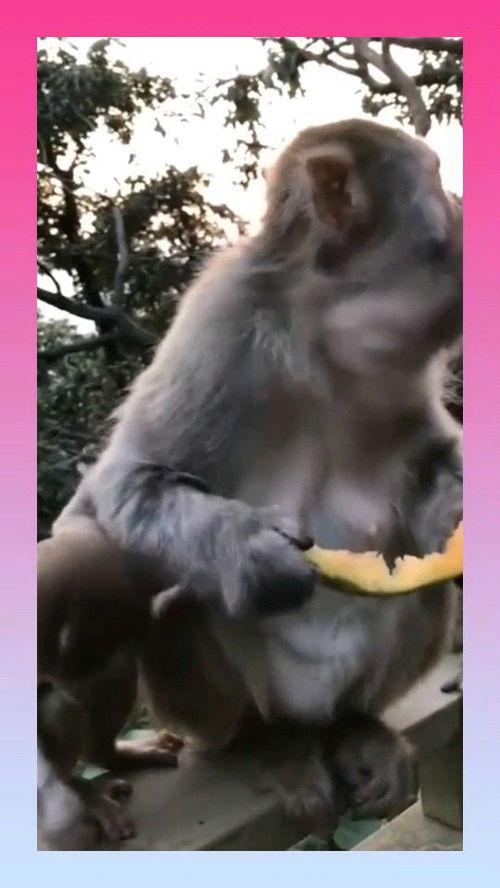 猴子吃瓜舞蹈,趣味横生的现代街舞潮流