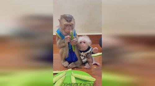 猴子吃瓜舞蹈,趣味横生的现代街舞潮流