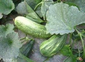 关于吃瓜的好处,揭秘日常饮食中的清凉健康之道