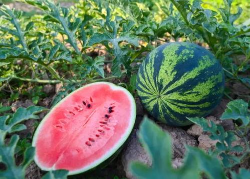 吕梁吃瓜,揭秘当地特色美食背后的故事