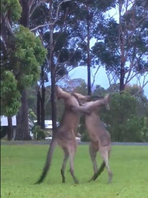 袋鼠视频吃瓜,吃瓜群众的欢乐盛宴
