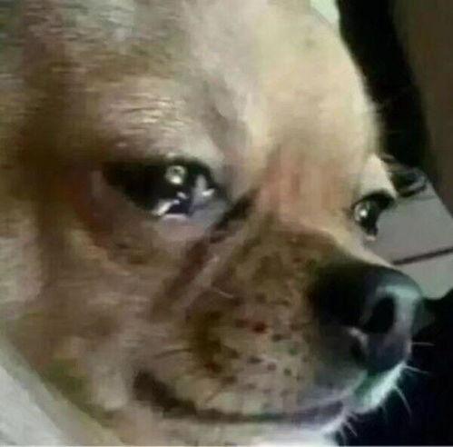 小狗吃瓜有趣表情,小狗吃瓜萌态百出