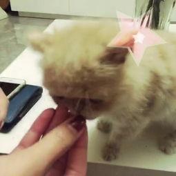 吃板栗瓜的猫,板栗瓜的诱惑之旅