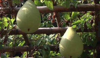 梦见别人给田瓜吃,田瓜之梦，寓意何在？