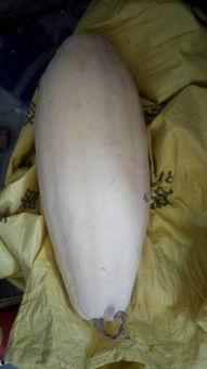 吃白瓜之后拉肚子,揭秘原因及预防措施