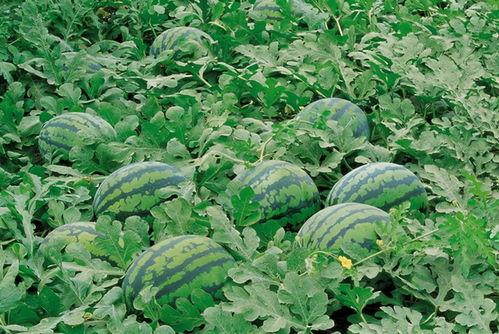 宋庄吃瓜,吃瓜群众的狂欢盛宴